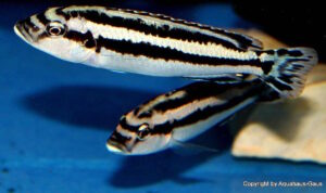 Melanochromis melanopterus 'Likoma Island'